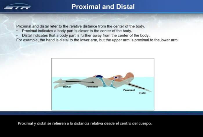 B100 - Biomechanical Foundations of Swimming: Terminology (Powerpoint Slide Show) - Image 2